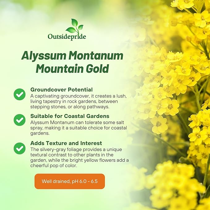 Outsidepride Mountain Gold Alyssum Seeds - 10000 Pcs Perennial, Drought-Tolerant & Pollinator-Friendly Ground Cover Seeds w/Fragrant Yellow Blooms for Low-Growing Xeriscaping & Outdoor Planting