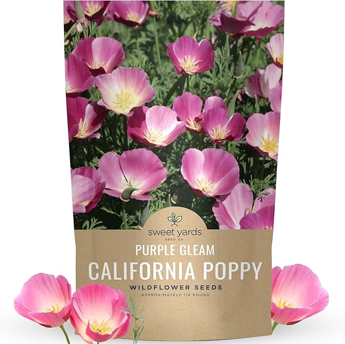 California Purple Gleam Poppy Wildflower Seeds - Bulk 1/4 Pound Bag