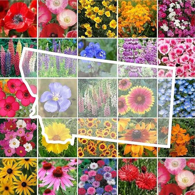 Eden Brothers Montana Wildflower Mixed Seeds for Planting, 1/4 lb, 120,000+ Seeds with Foxglove, Bluebell | Attracts Pollinators, Plant in Spring or Fall, Zones