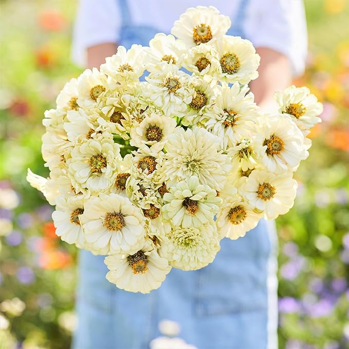 Eden Brothers Zinnia Seeds - Cactus Snowman, Non-GMO Seeds for Planting, Packet | Low-Maintenance Flower Seeds, Plant During Spring, Zones 3, 4, 5, 6, 7, 8, 9, 10