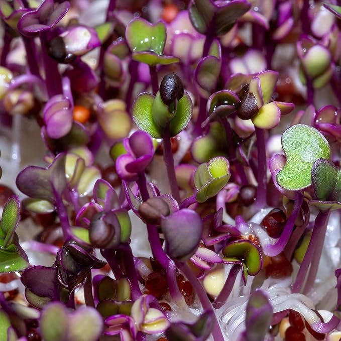 Todd's Seeds Superfood, Beginner's Sprouting Seed Mix for Microgreens, 1 LB, Heirloom, Non-GMO, Purple Kohlrabi, Collards, Radish Seeds, Turnip and Broccoli Seeds Salad Mix (1 Pound)