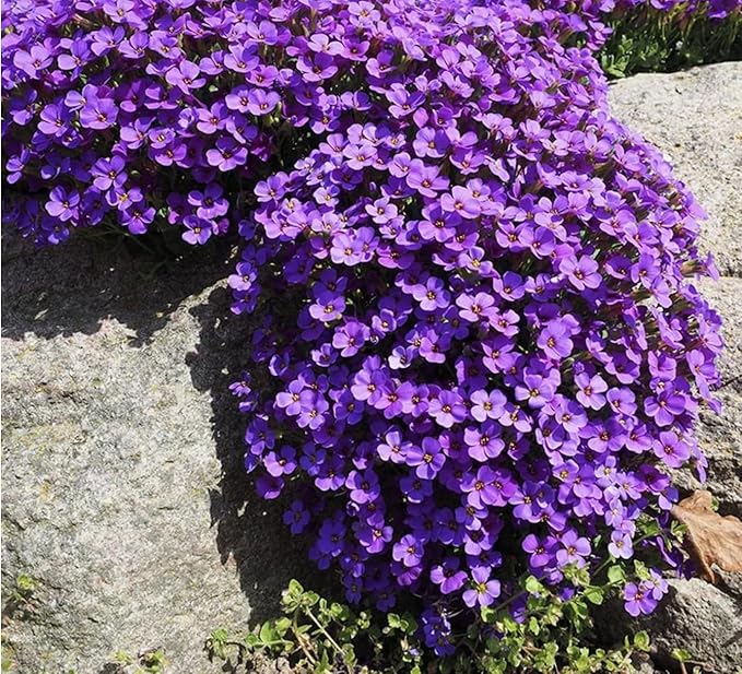 700+ Aubrieta Whitewell Gem Hybrid Seeds - Low Growing Perennial for Rock Gardens and Ground Cover. Non-Invasive.