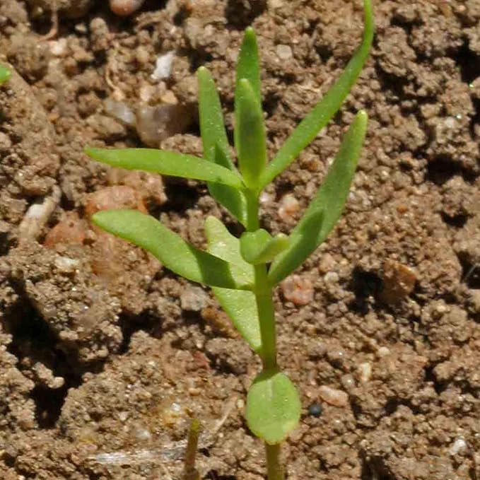 Seed Needs Snapdragon Seeds for Planting Baby Snapdragons - Fairy Bouquet Blend - Heirloom & Open Pollinated Flower Seed to Plant an Outdoor Butterfly Garden (2 Packs)