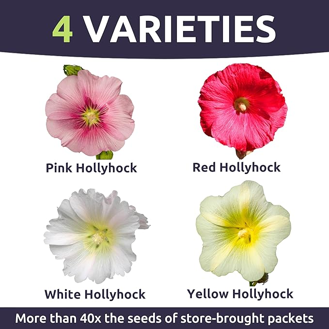 Hollyhock Single - Mixed Colors - Bulk 1/4 Pound Pouch - 10,000 Flower Seeds for Planting - Alcea rosea