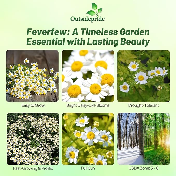 Outsidepride Feverfew Chrysanthemum Seeds - 10000 Pcs. Perennial, Drought Tolerant Flower Seeds for Planting in Pollinator Gardens, Cut Flowers & Low Maintenance Landscaping