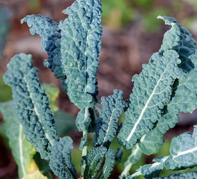 Kale Lacinato (AKA Dinosaur or Tuscan) Great Heirloom Vegetable by Seed Kingdom 500 Seeds