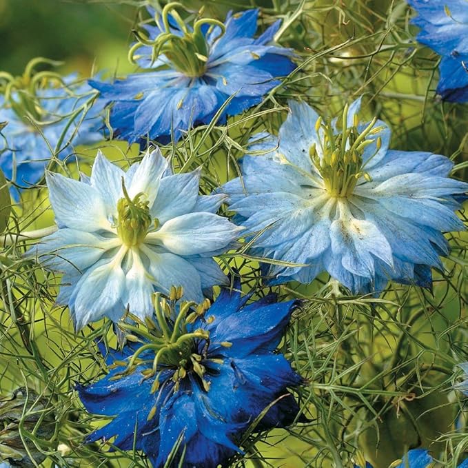 Non GMO Love in a Mist Flower Seeds Nigella damascena (1/2 Lb) 112,000 Seeds