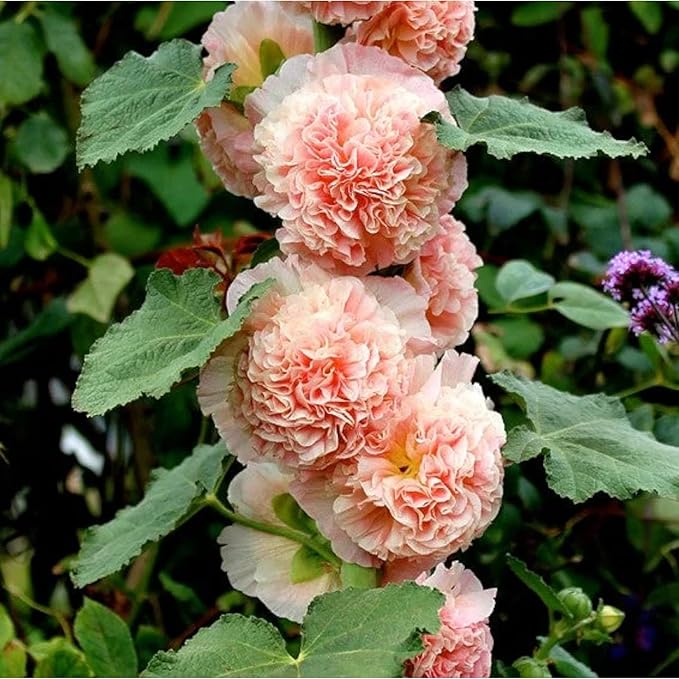 100pcs Double Hollyhock Seeds Radiant Rose - Mixed Colors, Non GMO Heirloom Garden Hardy Biennial, Vibrant & Tall Flowers - Ideal for Season-Long Blooms