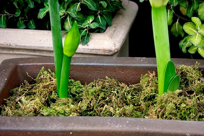 SuperMoss (23913) Mountain Moss – Natural Green Sphagnum Moss for Soil Top Dressing, Potting Mix, Garden Decor, and Craft Projects, 480 cu in, Dried