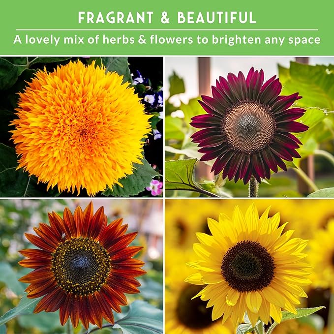Sunflower Seeds Collection for Planting | 6 Variety Pack – Autumn Beauty, Black Russian, Chocolate Cherry, Sungold, Lemon Queen & Mexican Sunflower – Heirloom Non-GMO – Survival Garden Seeds