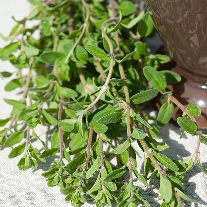 Organic Marjoram Seeds - 500 Mg Packet ~2232 Seeds - Non-GMO, Certified Organic, Heirloom - Herb Garden - Majorana hortensis