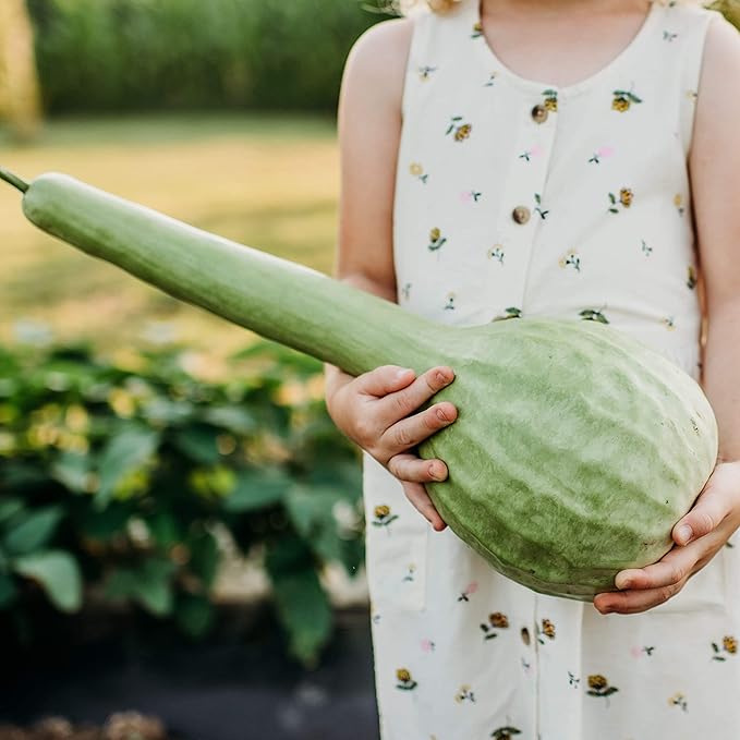 Long Handle Dipper Gourd - 25 Seeds - Heirloom & Open-Pollinated Variety, Non-GMO Vegetable Seeds for Planting Outdoors in The Home Garden, Thresh Seed Company