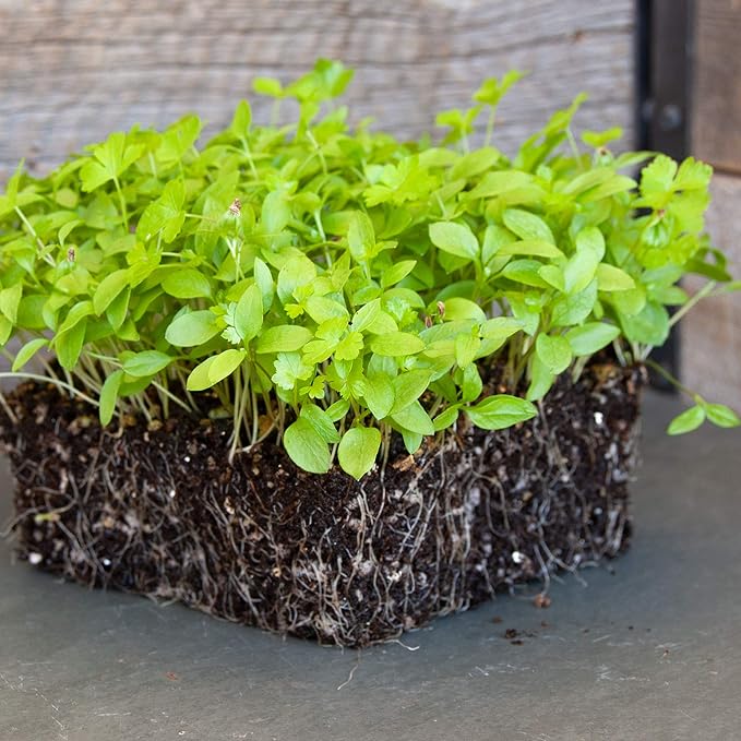 Parsley Microgreens Seeds - 4 Oz ~72,000 Seeds - Grow Non-GMO Micro Parsley Herb Greens - Premium Seed - High Germination Rate