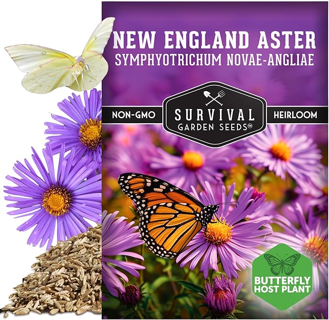 Survival Garden Seeds - New England Aster Seeds for Planting | Native Purple Perennial Wildflower | Butterfly Magnet | 1 Pack
