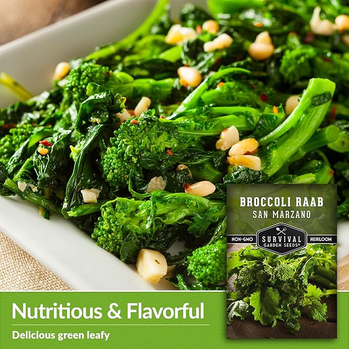 San Marzano Raab Broccoli Rabe Seeds for Planting – Italian Heirloom Rapini Variety, Fast-Growing Cool-Season Greens, Non-GMO High Yield Vegetable Garden Favorite – Survival Garden Seeds (2 Packs)
