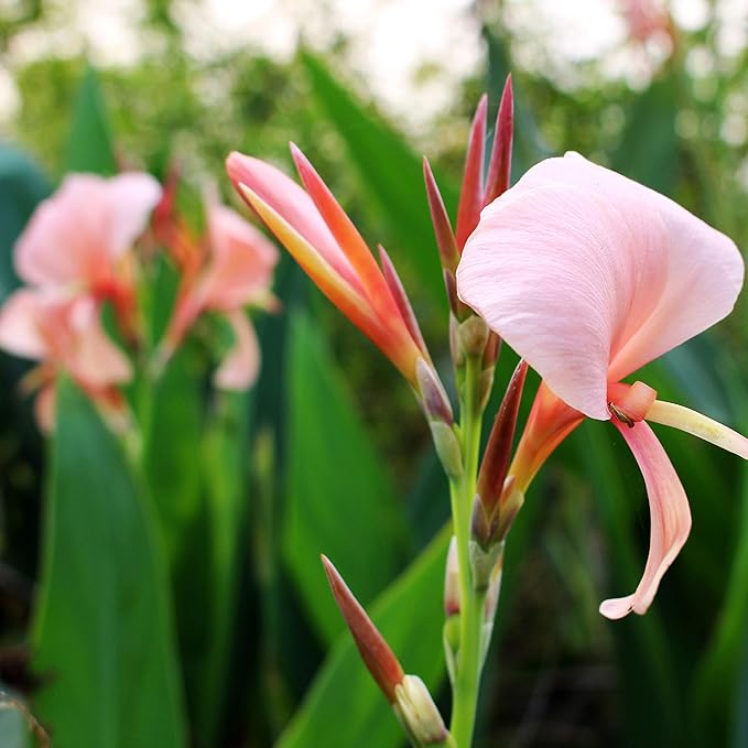 Outsidepride Rose Canna Lily Flower Seeds - 10 Pcs Perennial Seeds for Planting Outdoors with Colorful Blooms for Cut Flowers, Tropical & Water Gardens, Borders, & Poolside Planting