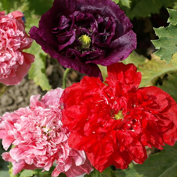 Outsidepride Peony Double Mix Poppy Seeds for Planting - 5,000 Pcs Annual, Drought-Tolerant & Easy to Grow Wildflower Seeds with Vibrant Mix Blooms for Landscaping, & Pollinator Garden