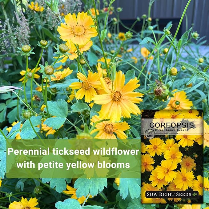 Sow Right Seeds - Dwarf Lance-Leaved Coreopsis Seeds for Planting - Non-GMO Heirloom Perennial Tickseed - Easy-to-Grow Flower for Butterflies & Bees - Sun-Loving Blooms for Gardens and Borders (3)