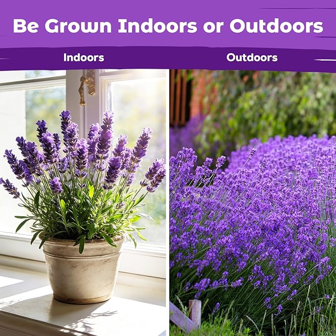 7,000+ Lavender Seeds Large Non GMO 3/4 Ounce Packet English Lavender Seeds- Heirloom Seeds Lavandula Angustifolia Wildflower Seed for Planting Indoor/Outdoor, High Germination, Plant Flower Seeds