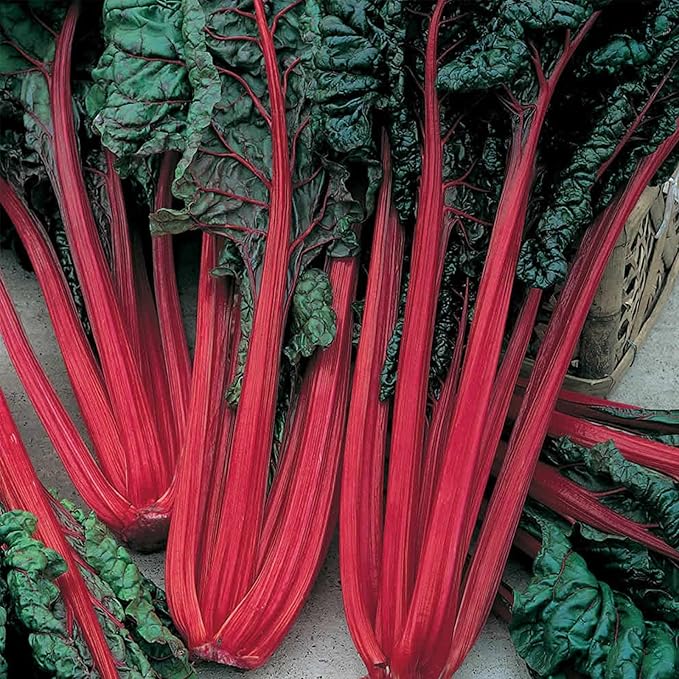 Ruby Red Swiss Chard Seeds: 1 Lb - Vegetable Garden & Micro Greens Seed - Non-GMO Seeds for Indoor & Outdoor Gardening