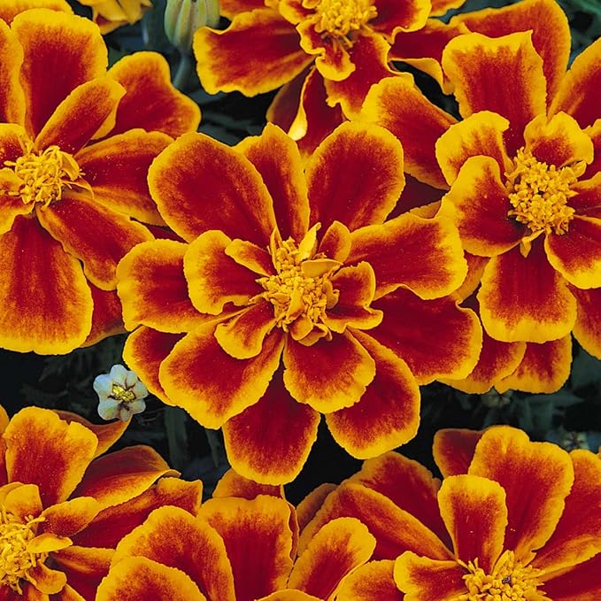 French Marigold Flower Garden Seeds - Durango Series - Flame - 1000 Seeds - Annual Flower Gardening Seed - Tagetes patula