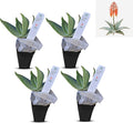 Coral Aloe Plants (Aloe striata) - Live Succulent with Striking Pink Edges and Smooth, Flat Leaves for Indoor/Outdoor Gardening (4 Coral Aloe Cups)