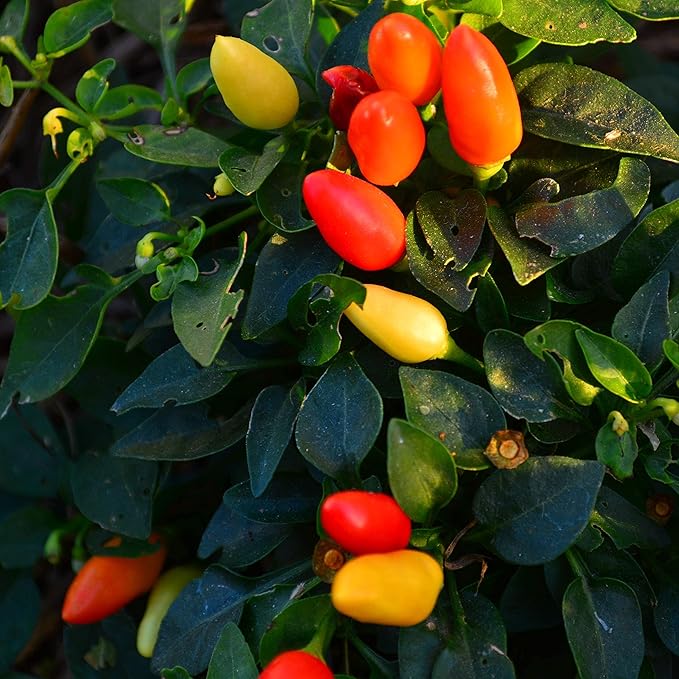 Prairie Fire Dwarf Chile (Hot) Pepper - 25 Seeds - Heirloom Variety, Great for Containers, Patios, Raised Beds, Non-GMO, USA-Grown Chili Seeds for Planting in The Home Garden, Thresh Seed Company