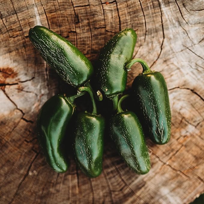 Jalapeno Mild Chile Pepper - 25 Seeds - Heirloom & Open-Pollinated Variety, Tamed Jalapeno, USA-grown Chili Seeds, non-GMO Vegetable Seeds for Planting Outdoors in the Home Garden, Thresh Seed Company