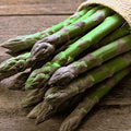 25 'Millennium' Asparagus Plants - Bare Root Asparagus Crowns - Cold Hardy and Grows Well in Heavy Soils - 2yr-Crowns from Hand Picked Nursery
