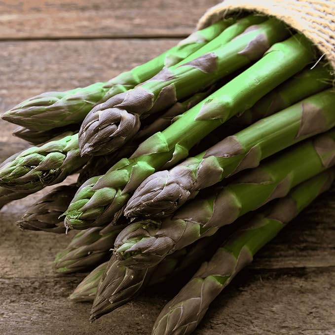 25 'Millennium' Asparagus Plants - Bare Root Asparagus Crowns - Cold Hardy and Grows Well in Heavy Soils - 2yr-Crowns from Hand Picked Nursery