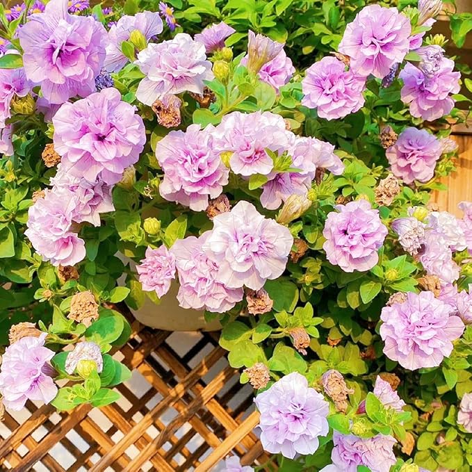 295pcs Double Petunia Flower Seeds – Premium Ruffled Bloom Variety, Vibrant Mixed Colors, Long Blooming Annual, Compact & Easy-to-Cultivate for Garden Beds, Hanging Baskets & Patio Containers
