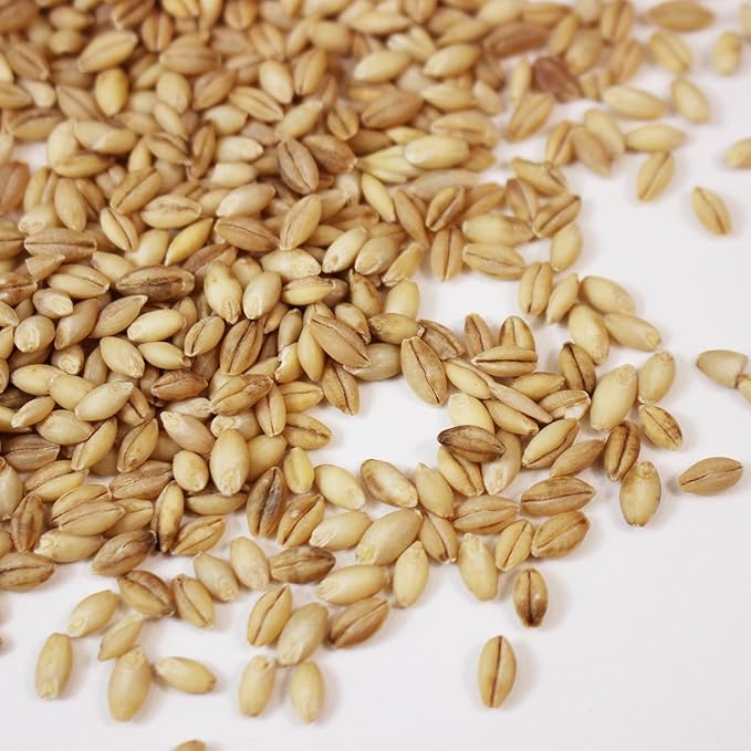 Organic Hulless Sprouting Barley - 1 Oz Packet ~875 Seeds - Non-GMO Barley Seed - Husk Removed - Excellent Germination - for Sprouts, Barleygrass, Ornamental Grass, Emergency Supply, More