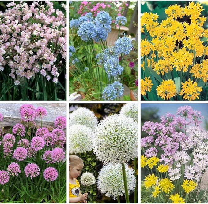 30 Mixed Allium Bulbs, Ornamental Allium Bulbs, Mix Perennial Flowering Onion Alliums Bulb, Easy to Grow, Colorful Flower Bulbs for Spring Blooms, Gardens, Pots and Landscaping