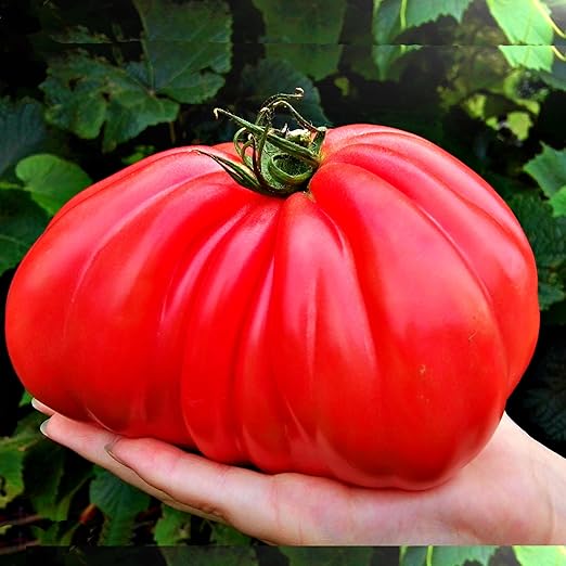 Fertilizer for Tomatoes – Large Size 3 lb Premium Organic Plant Fertilizers with Kelp – Indoor Outdoor Nutrients for Vegetables, Fruits