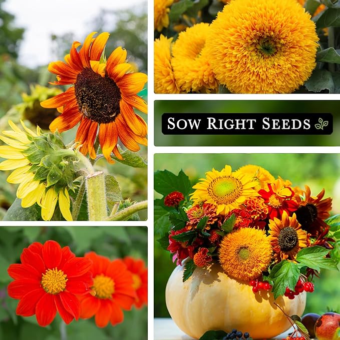 Sow Right Seeds - Mixed Sunflower Seeds for Planting - Non-GMO Heirloom Packet with Instructions - Great Wedding or Party Favor - Grow Giant Sunflowers in an Assortment of Bright, Unique Colors (1)
