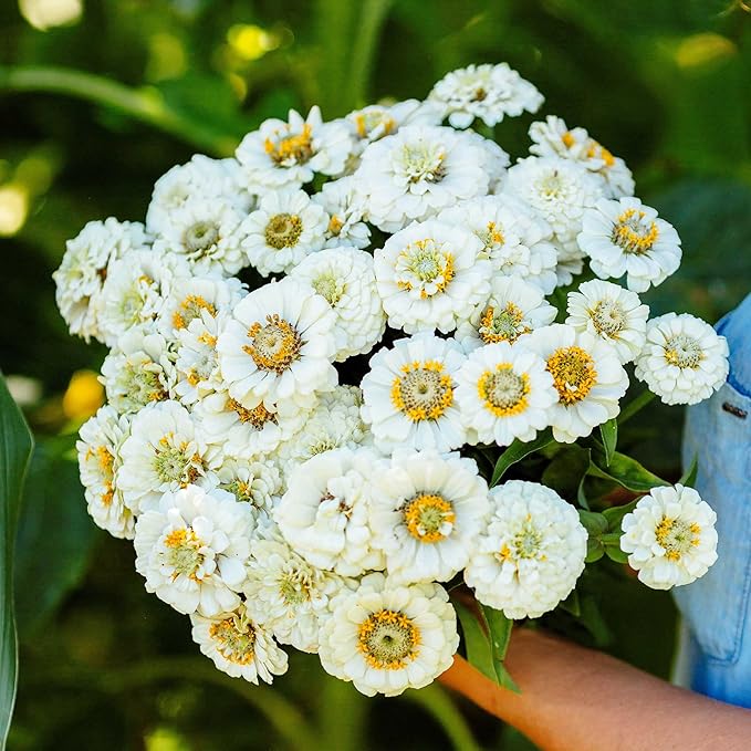Eden Brothers Zinnia Seeds - Pumila White, Non-GMO Seeds for Planting, 1 oz | Low-Maintenance Flower Seeds, Plant During Spring, Zones 3, 4, 5, 6, 7, 8, 9, 10