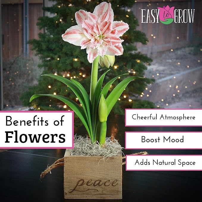 Easy to Grow Amaryllis 'Dancing Queen' Pre-Planted Bulb Indoor Gift Kit in a Silver Square - Double Pink & White Flowering Blooms in 4 to 8 Weeks