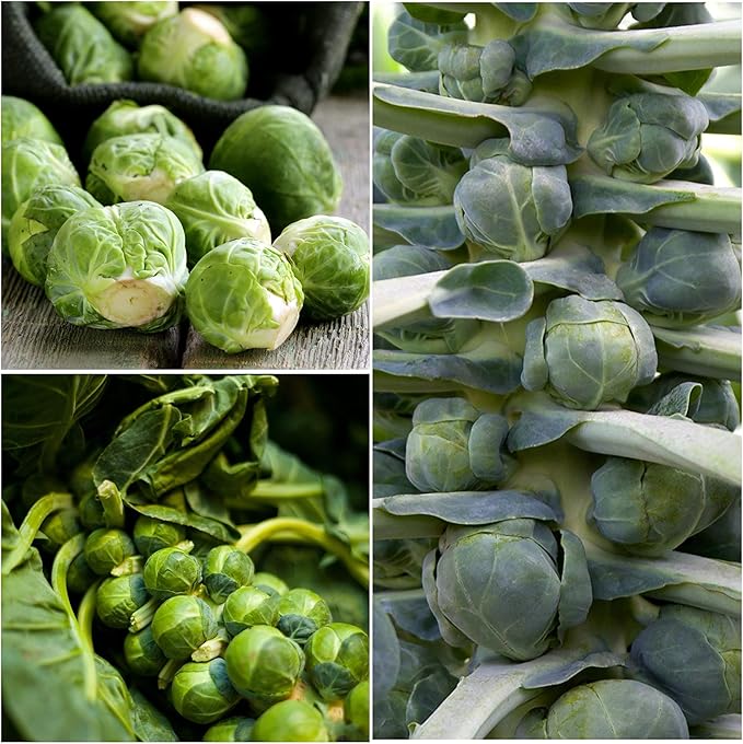 Seed Needs, Long Island Improved Brussels Sprout Seeds - 500 Heirloom Seeds for Planting Brassica oleracea - Non-GMO & Untreated for an Outdoor Garden (5 Packs)