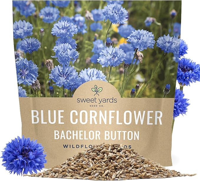 Blue Cornflower Seeds – Bachelor Buttons – Extra Large Packet – Over 5,000 Open Pollinated Non-GMO Wildflower Seeds – Centaurea cyanus