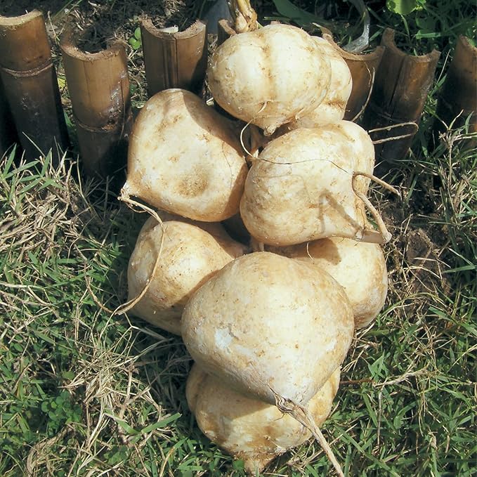 Jicama Seeds - Thai - 4 Oz ~560 Seeds - Non-GMO, Heirloom - Asian Garden Vegetable