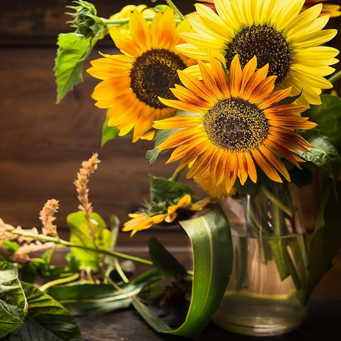 Back to The Roots 100% Organic Seed Packet - Sunflower 'Autumn Beauty' 700mg