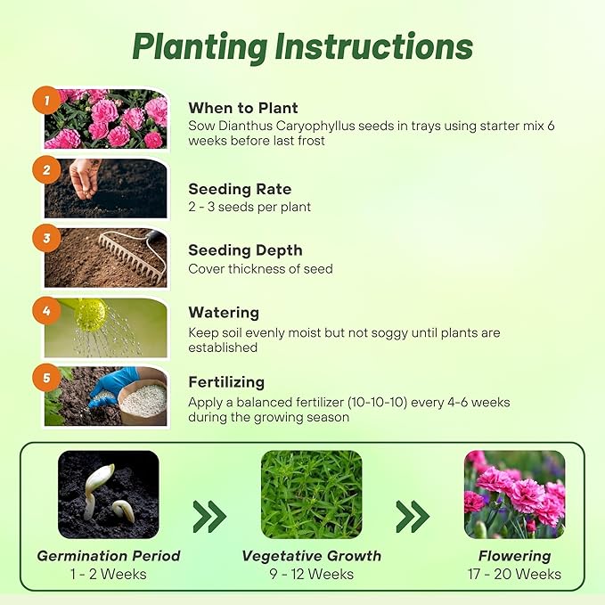 Outsidepride Rose Carnation Seeds - 1000 Pcs Biennial, Easy to Grow Flower Seeds for Planting with Fragrant Blooms, Ideal for Pollinators, Cutting Gardens, Bouquets, & Floral Arrangements