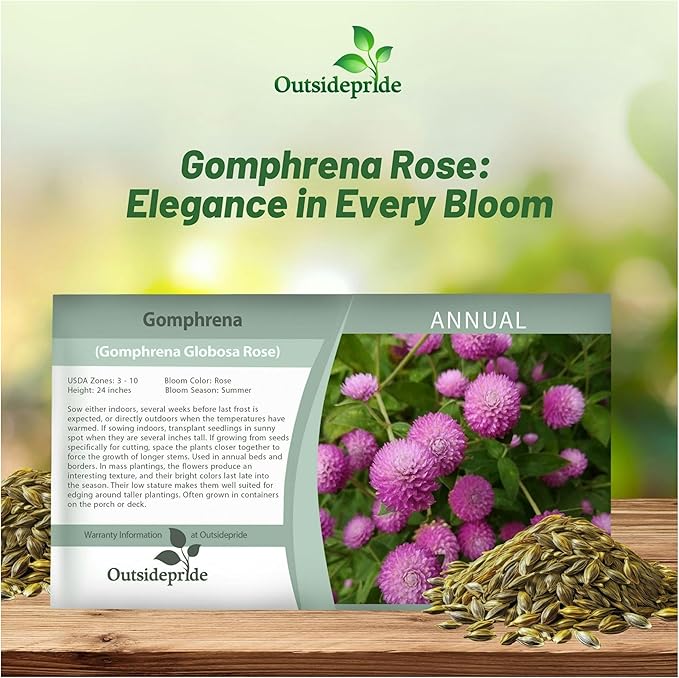 Outsidepride Rose Gomphrena Seeds - 2000 Pcs Annual, Heat & Drought Tolerant, Pollinator Friendly Globe Amaranth Seeds for Planting w/Vibrant Round Blooms for Beds, Borders, and Arrangements