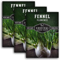 Fennel Seed for Planting - 3 Packets with Instructions to Grow Cool-Weather Florence Fennel (Finnochio) in Your Home Vegetable Garden - Non-GMO Heirloom Variety - Survival Garden Seeds
