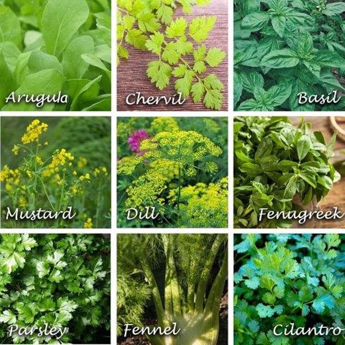 Flowering Herbs Mix 4 Gram Seeds - 9 Edible Annual Herbs—Non-GMO, Open-Pollinated—Arugula, Basil, Dill, Cilantro, Fennel, Parsley, Chervil, Fenugreek, Mustard