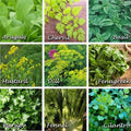 Flowering Herbs Mix 4 Gram Seeds - 9 Edible Annual Herbs—Non-GMO, Open-Pollinated—Arugula, Basil, Dill, Cilantro, Fennel, Parsley, Chervil, Fenugreek, Mustard