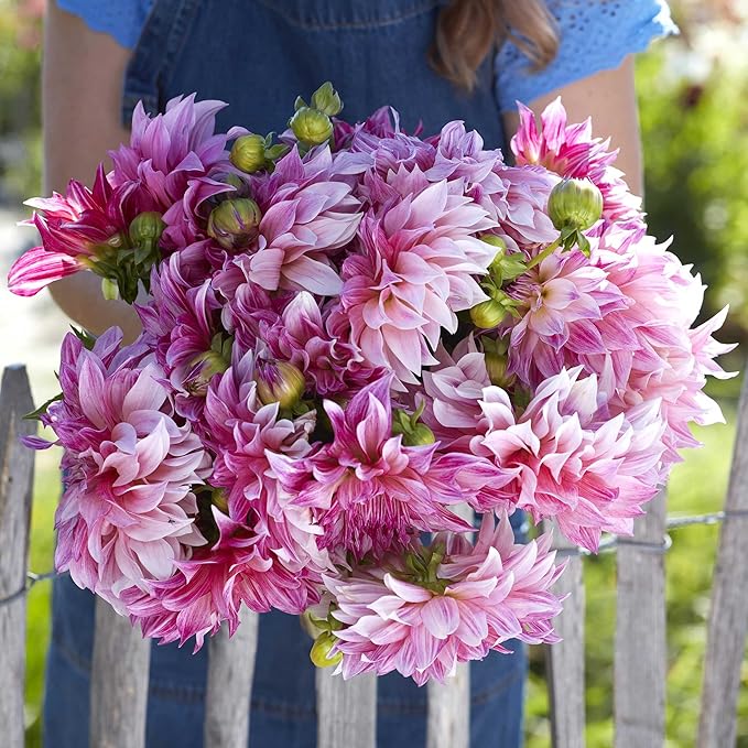 Eden Brothers Dahlia Bulbs (Dinnerplate) - Cafe Au Lait Royal, Non-GMO Bulbs for Planting, 2 Bulbs | Low-Maintenance Flower Bulbs, Plant During Spring, Zones 8, 9, 10, 11
