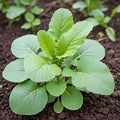 Seeds In A Cup - Plant Growing Kit-: Vegetable and Herb Growing Kit (Mustard)