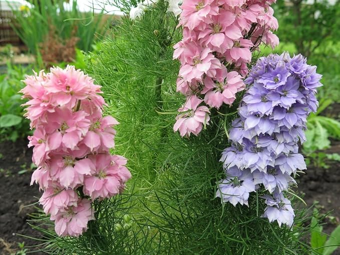 Delphinium Dwarf Mix Seeds – Delphinium Elatum | Perennial | Compact, Colorful Blooms for Borders & Containers
