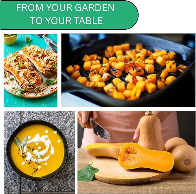 Woods Creek Seeds: Waltham Butternut Winter Squash Seeds for Planting - Over 75 Heirloom Non-GMO Butternut Squash Seeds for Planting Outdoors or Indoors - Beginner Friendly & High Yield Seed